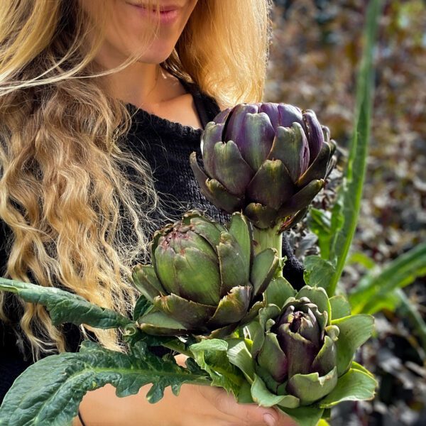 artichoke Italian purple