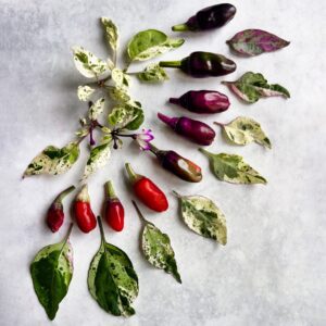 chilli jigsaw