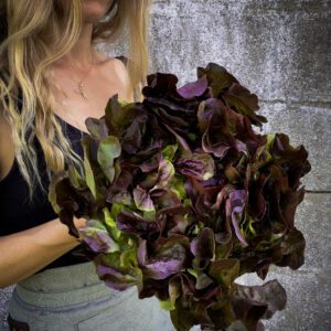 lettuce marvel of four seasons
