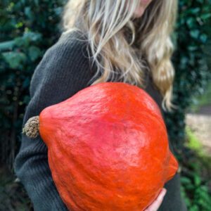 Squash Boston Marrow