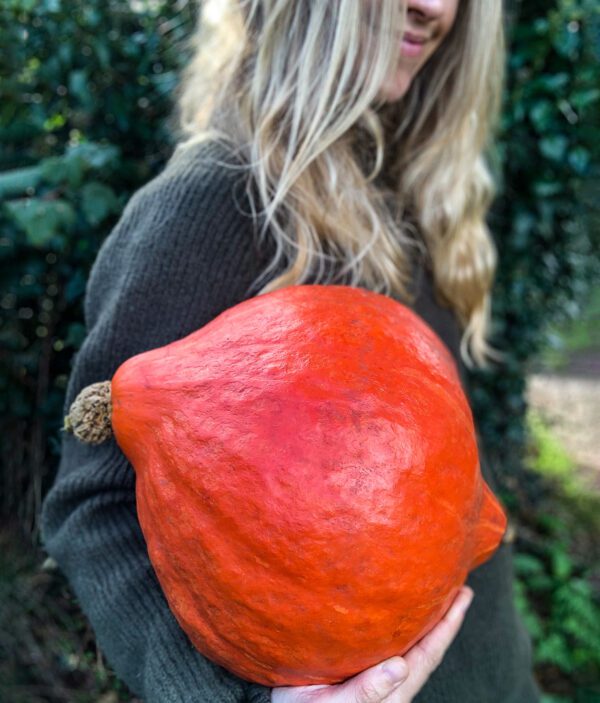 Squash Boston Marrow