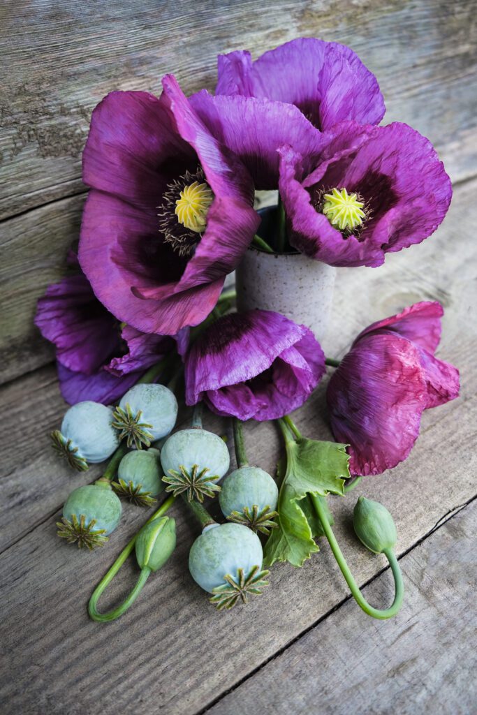breadseed poppy hungarian blue