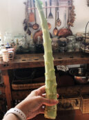 Lettuce Celtuce 3