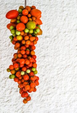 Tomato Hanging Prince 1 scaled 1
