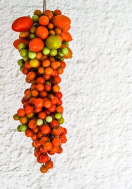 Tomato Hanging Prince 1 scaled 1