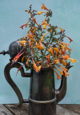 Agastache Peach Margerita 1 scaled 1