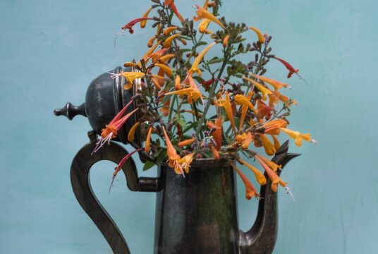 Agastache Peach Margerita 1 scaled 1