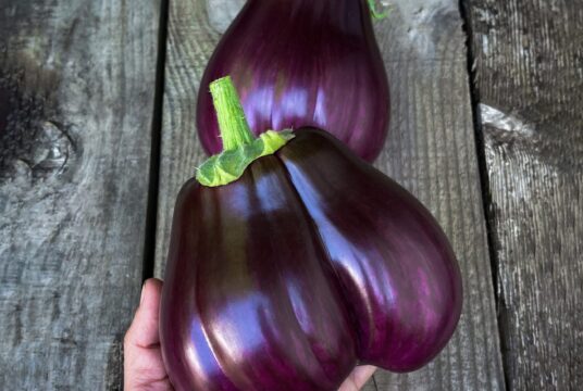 Aubergine Black Beauty 2 scaled 1