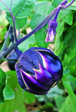 Aubergine Melanzana Prosperosa 3 1