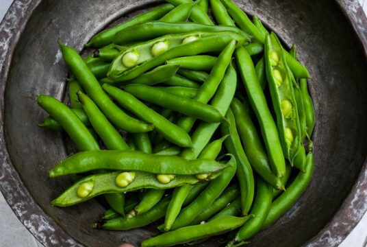 Broad Bean Dreadnought 1