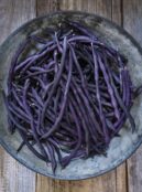 French Bean Carminat LAH 2024 web_DSF3584 scaled 1