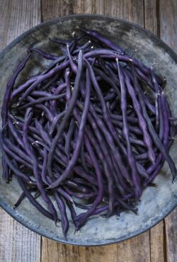 French Bean Carminat LAH 2024 web_DSF3584 scaled 1