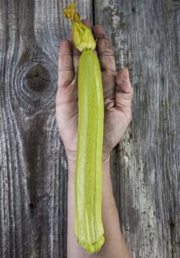Courgette Long White 1 scaled 1