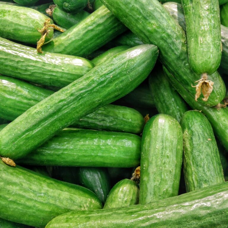 Cucumber Dar 3 scaled 1