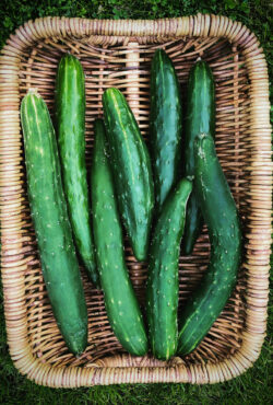 Cucumber Mezza Lungo 2