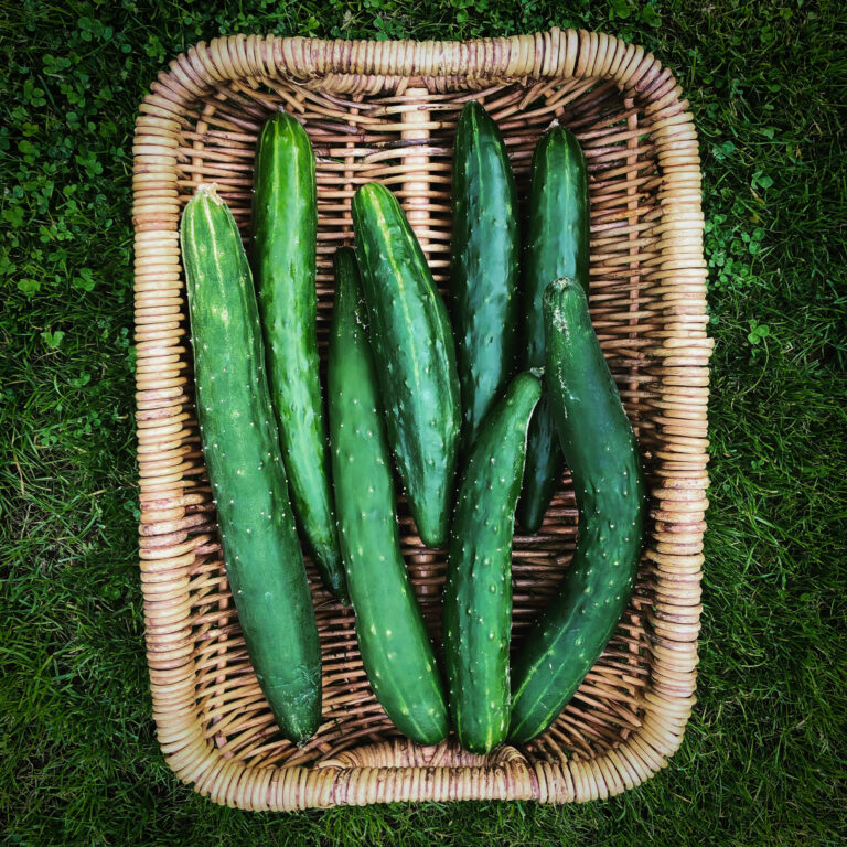 Cucumber Mezza Lungo 2