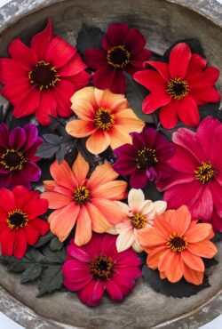 Dahlia Bishops Children 1 scaled 2