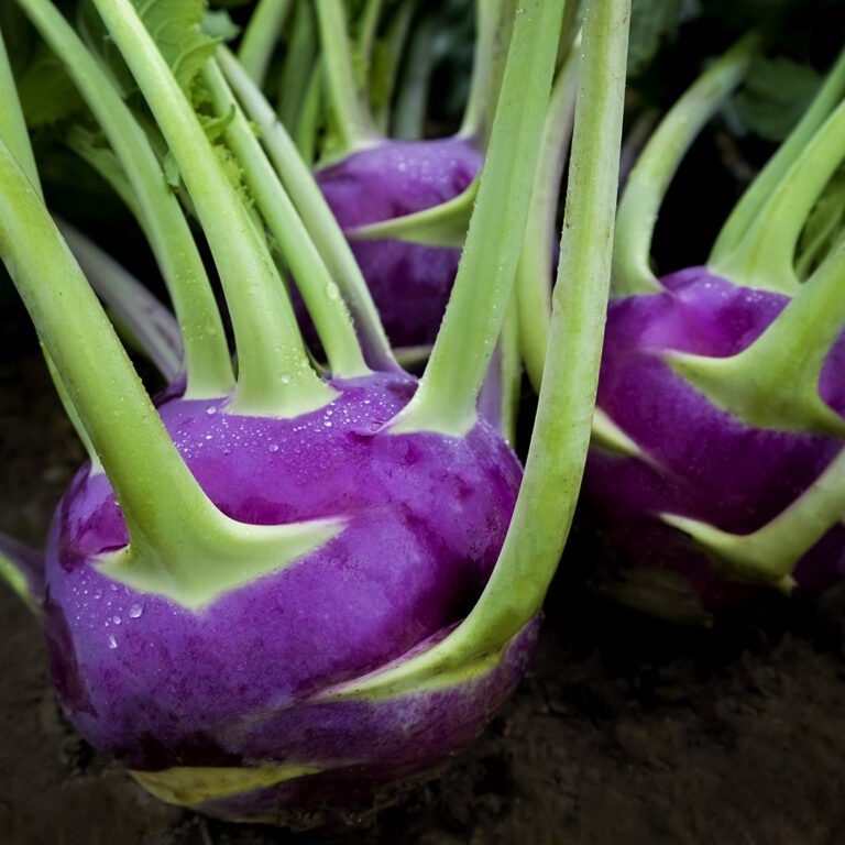 kohlrabi dyna