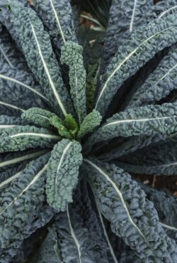 Kale Prescoce Di Toscana 3 scaled 1