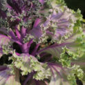 Kale Jardin Crimson 1