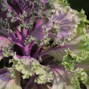 Kale Jardin Crimson 1