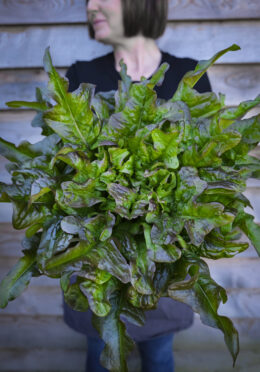 rsz_lettuce_bronze_beauty_lah_2024_dsf2892 scaled 1