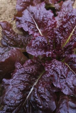 Lettuce Outredgeous 3 scaled 1