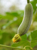 Gourd Luffa 2
