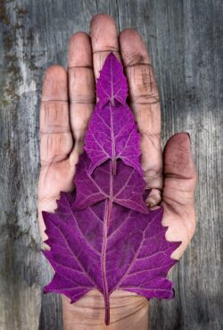 Red Orach 1 scaled 1