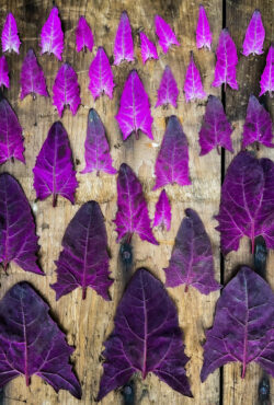 Red Orach 2