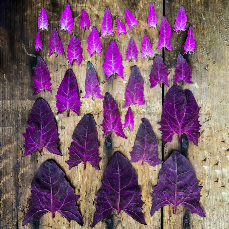 Red Orach 2