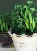 Pea Tom Thumb 2 1