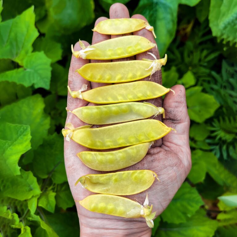 Pea Golden Sweet 2 scaled 1