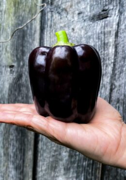 Sweet Pepper Ingrid 1 scaled 1
