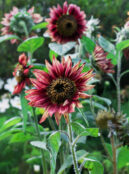 Sunflower Floristan 2 1