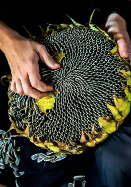 Sunflower Mongolian Giant 1 scaled 1