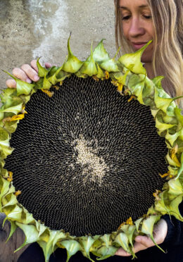 Sunflower Titan 1 1
