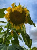 Sunflower Titan 3 scaled 1