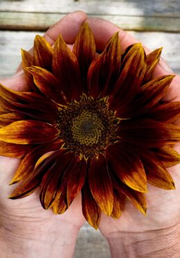 Sunflower Velvet Queen 1 1 scaled 1