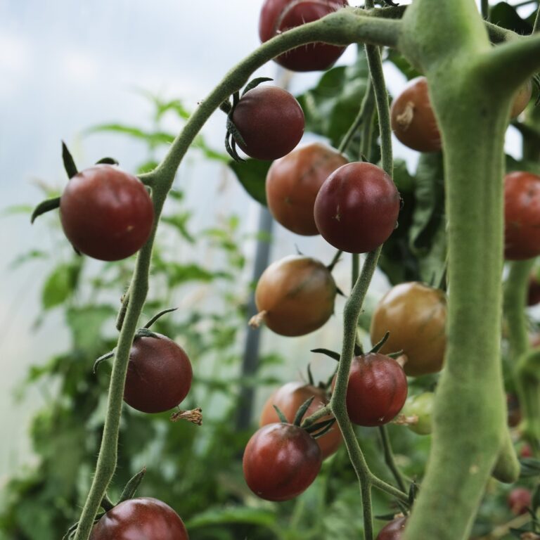 Tomato Black Cherry 2 1 scaled 1