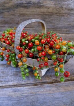 Tomato Red Currant LAH 2024 web _DSF4114 scaled 1