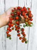 Tomato Red Currant LAH 2023 web00596