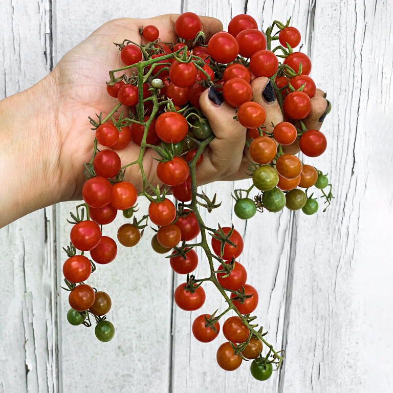 Tomato Red Currant 1
