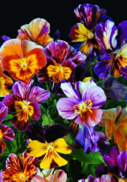 Viola Brush Strokes 1 scaled 1