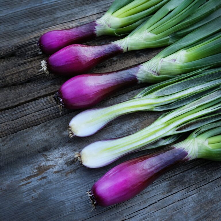 Onion Red Bunching 1 scaled 1