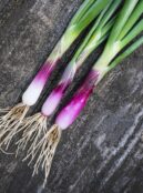 Onion Red Bunching 2 scaled 1
