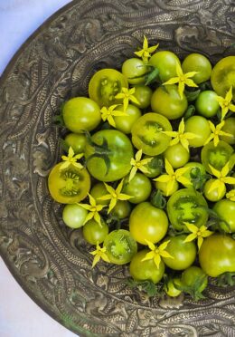 Tomato Green Doctors 1 scaled 1