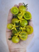 Tomato Green Doctors 2 1 scaled 1