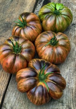 Tomato Gunmetal Grey 1 scaled 1