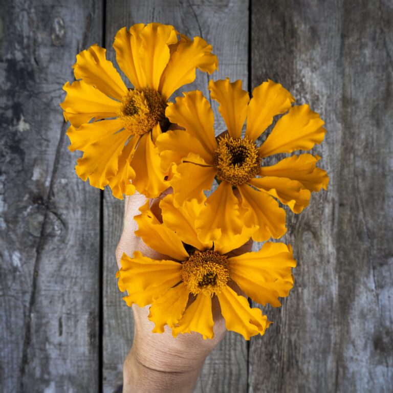 marigold lucy's starburst